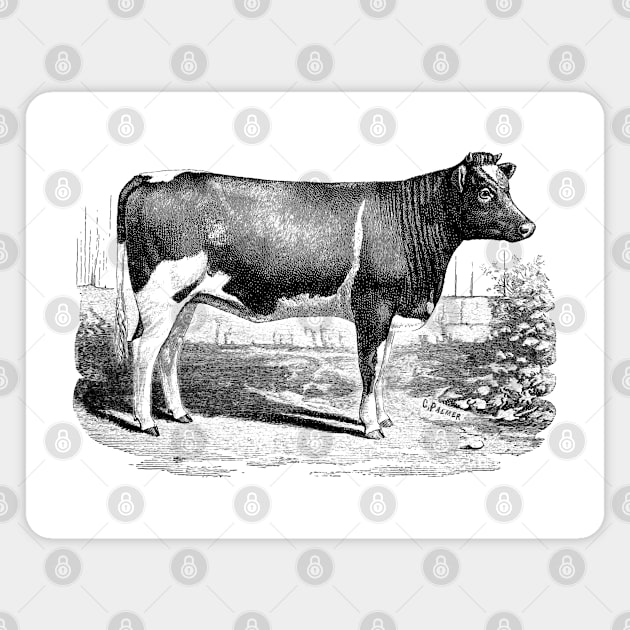 Calf Vintage Black and White Illustration Magnet by Biophilia